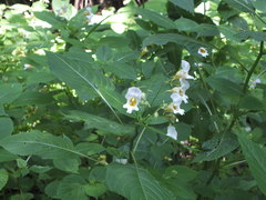 Impatiens edgeworthii