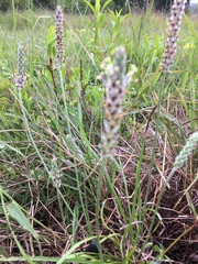 Plantago nivea