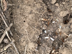 Camponotus festinatus