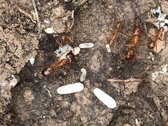 Camponotus festinatus