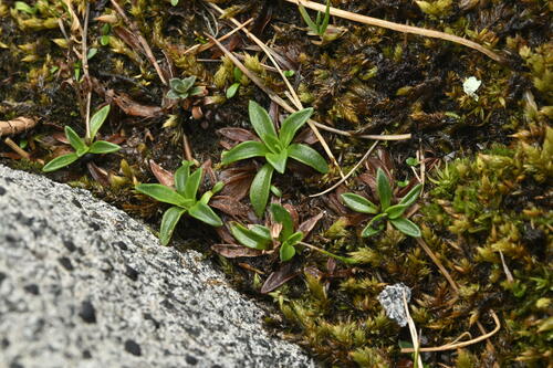 Abrotanella rostrata (Abrotanella rostrata)