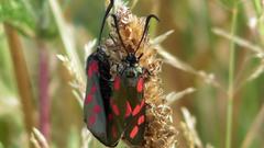 Zygaena filipendulae