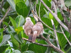 Pycnonotus aurigaster