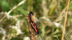 Zygaena filipendulae