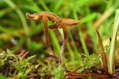 Psilocybe aztecorum