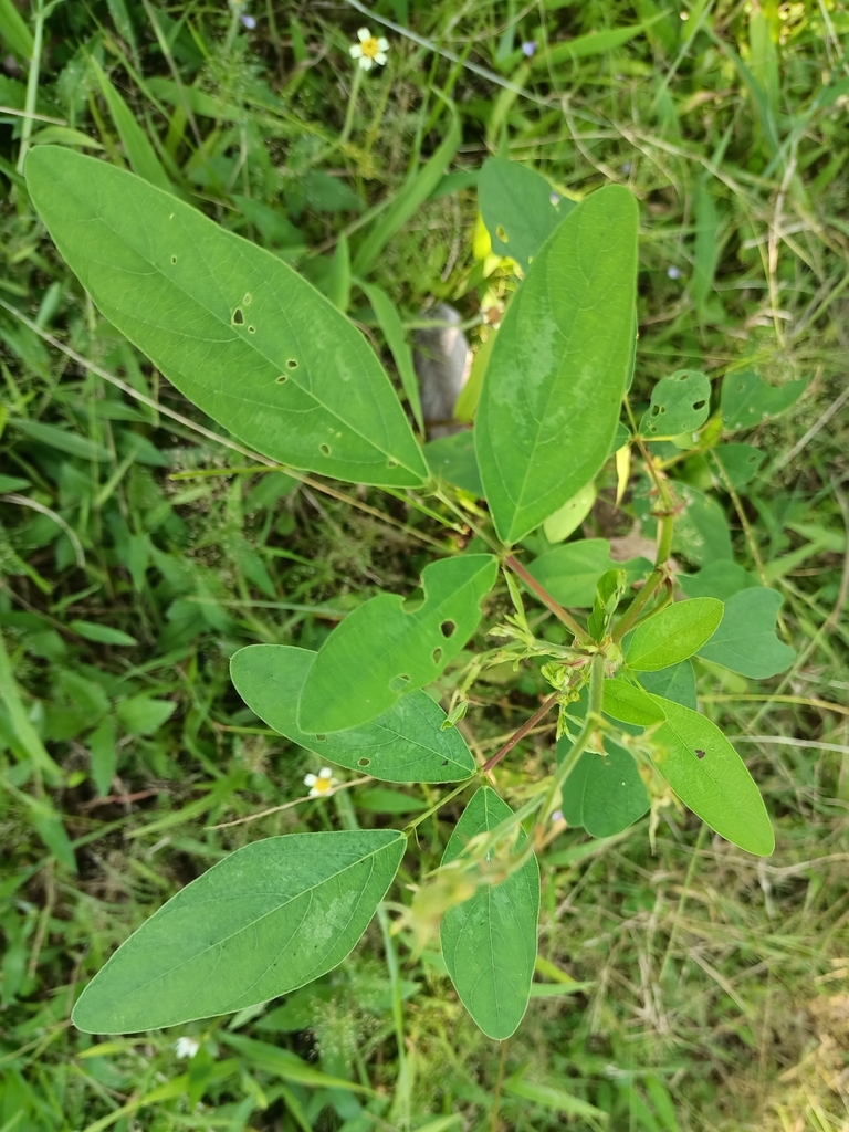 Dixie Tick Trefoil (Desmodium tortuosum)