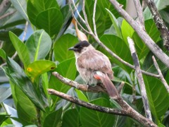 Pycnonotus aurigaster