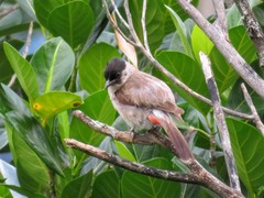 Pycnonotus aurigaster