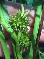 Sparganium emersum