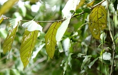 Pterospermum heterophyllum, photograph author not stated, no rights reserved