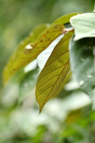 Pterospermum heterophyllum, photograph 6