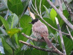 Pycnonotus aurigaster