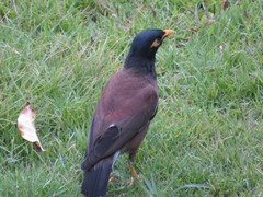 Acridotheres tristis