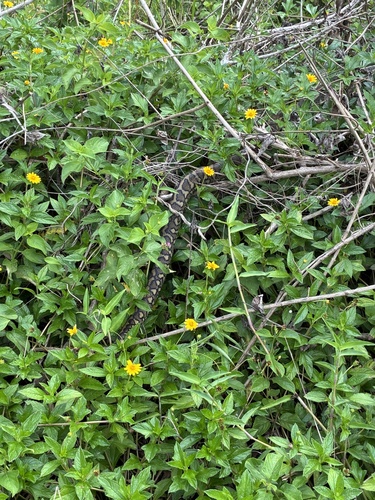 Coastal Carpet Python sighting