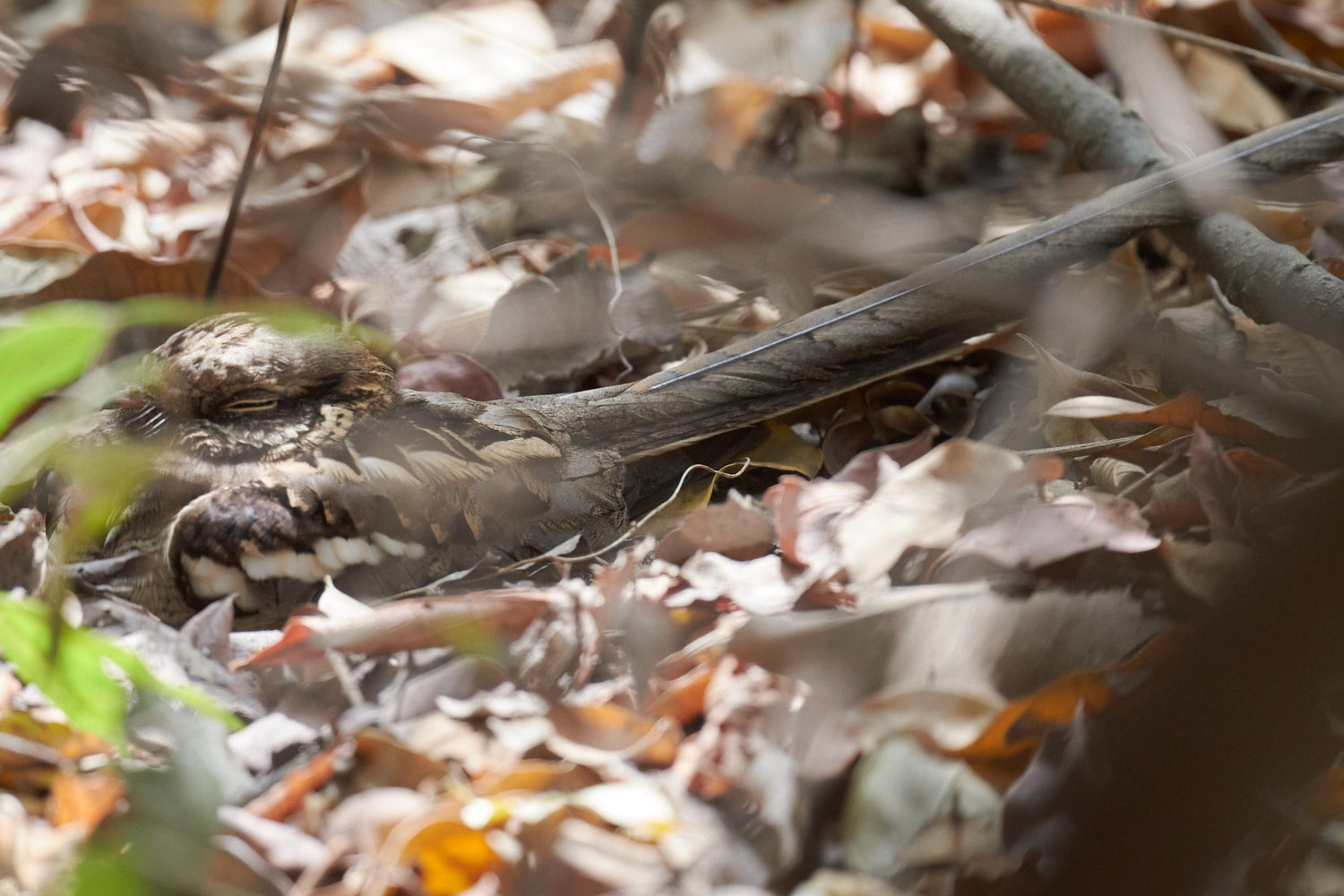 Long-tailed Nightjar (Caprimulgus climacurus), photo 3