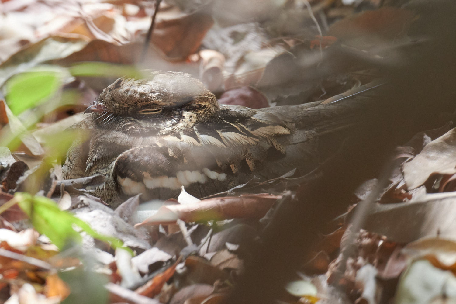 Long-tailed Nightjar (Caprimulgus climacurus), photo 4