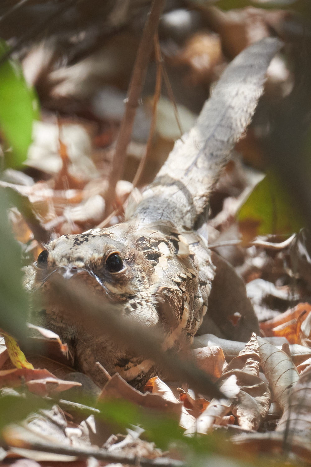 Long-tailed Nightjar (Caprimulgus climacurus), photo 5