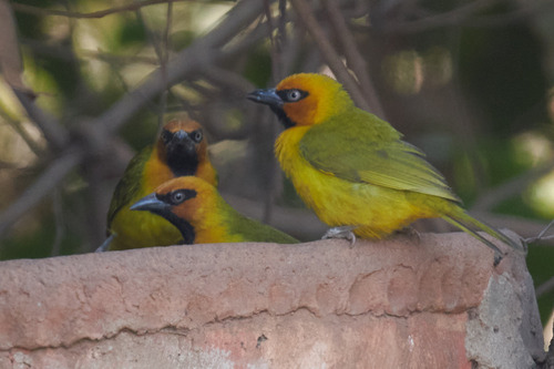 Olive-naped Weaver (Ploceus brachypterus), photo 8
