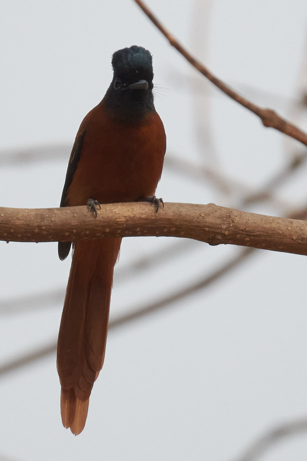 Red-bellied Paradise Flycatcher (Terpsiphone rufiventer), photo 6