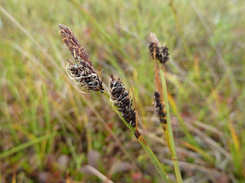 Carex bigelowii iNat (3)