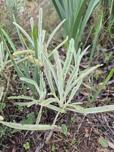 Avistamiento Phlomis lychnitis