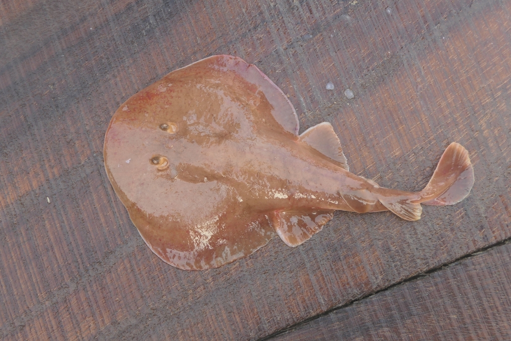 Brown Numbfish