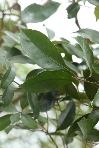 Image of Lithocarpus glaber by no rights reserved