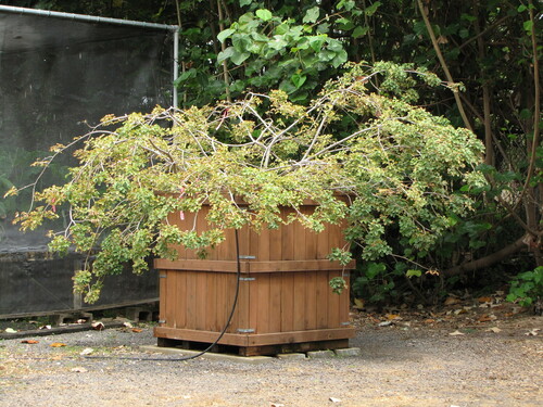 Kanaloa kahoolawensis