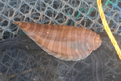 Dark thick-rayed sole (Aesopia cornuta) — Soleidae