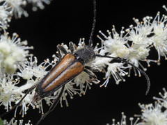Anastrangalia dubia