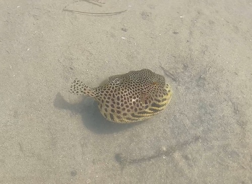 Black-lined pufferfish (Arothron stellatus) — Tetraodontidae — 2