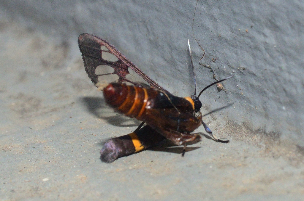 Handmaiden moth