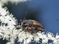 Anastrangalia dubia