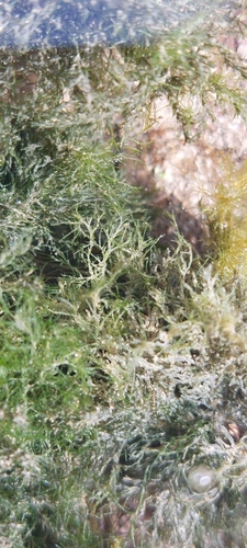 Flexuous Gutweed (Ulva flexuosa)
