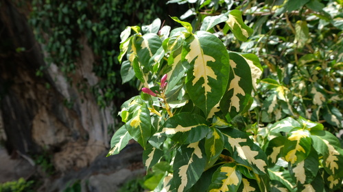 Foto de Púrpura