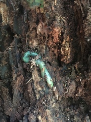 Aporrectodea smaragdina