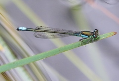 Ischnura gemina