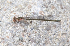 Ischnura gemina