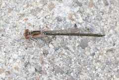 Ischnura gemina