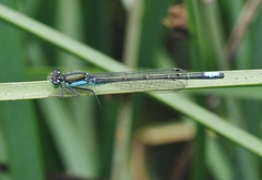 Ischnura gemina