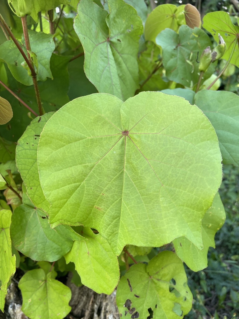 Three Point Leaf sea hibiscus from Saipan, Northern Mariana Islands, MP on March 1, 2025 ...
