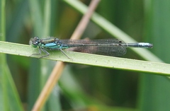 Ischnura gemina