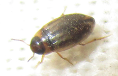 Hydroporinae