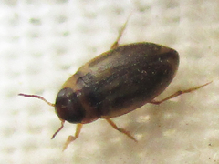 Hydroporinae