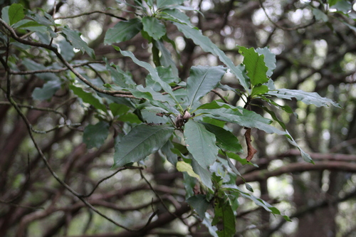 Clethra arborea (Clethra arborea)