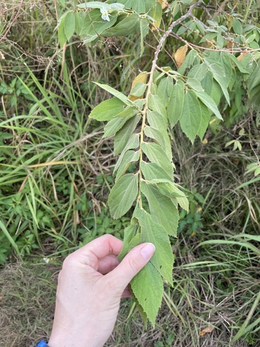 Muntingia calabura observed 2025-02-28