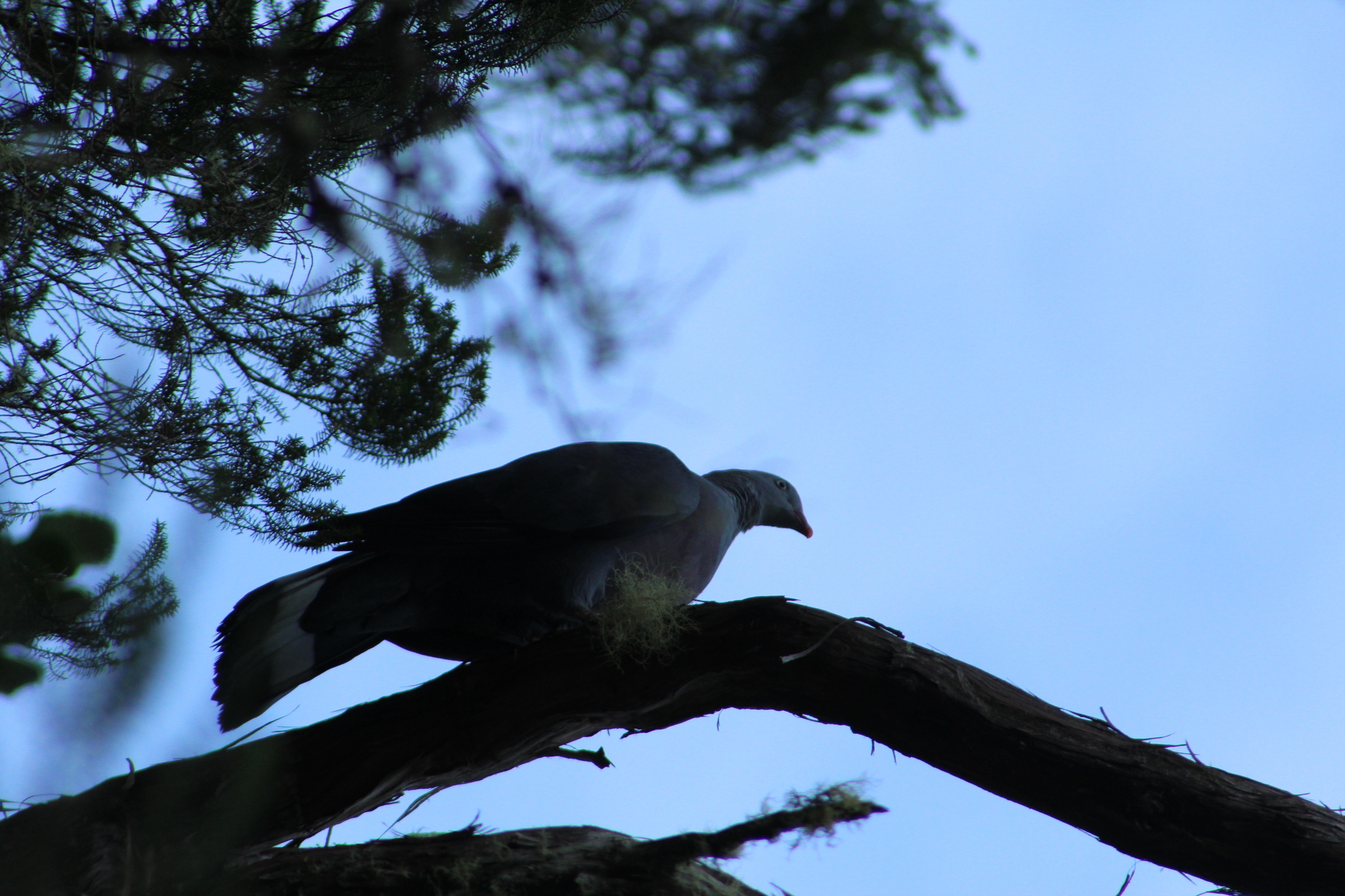 Trocaz Pigeon (Columba trocaz), photo 5