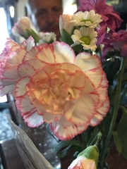 Dianthus caryophyllus