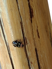 Omophoita simulans