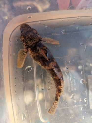 Rock goby (Gobius paganellus) — Gobiidae — 3